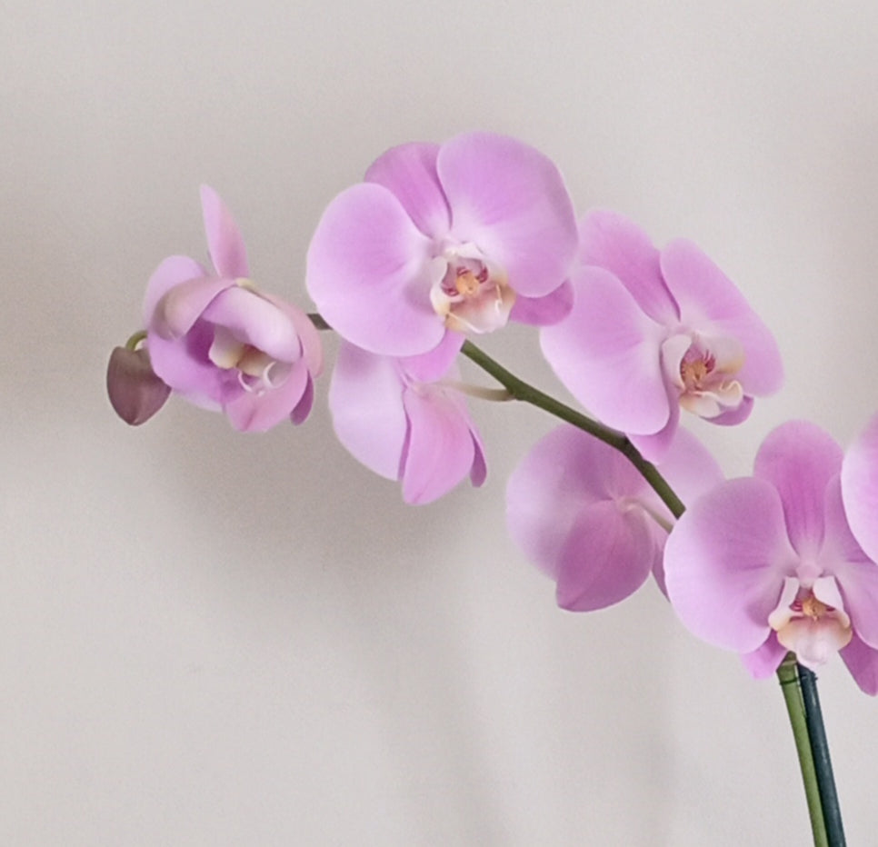 Phalaenopsis Orchid Plant