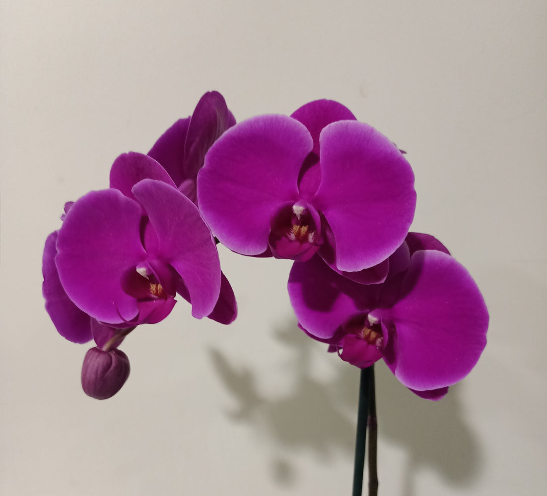 Phalaenopsis Double Plant