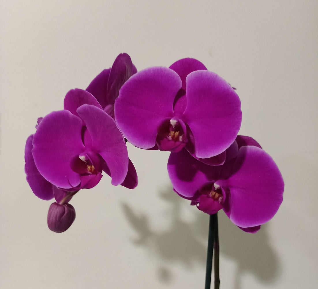 Perfect Pink Pair