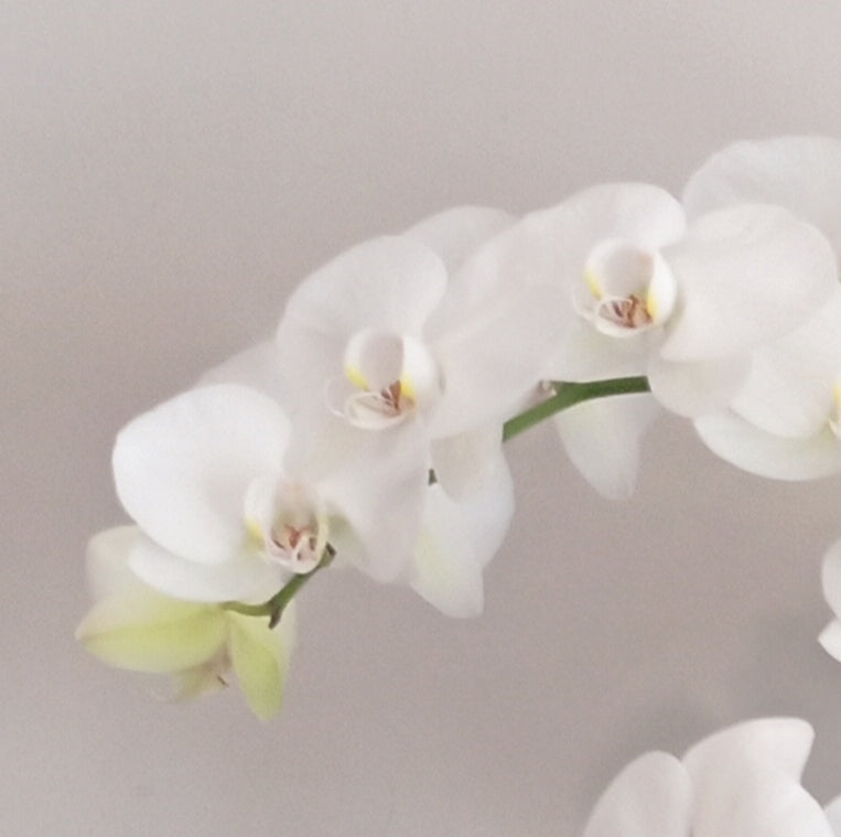 Phalaenopsis Four Plants