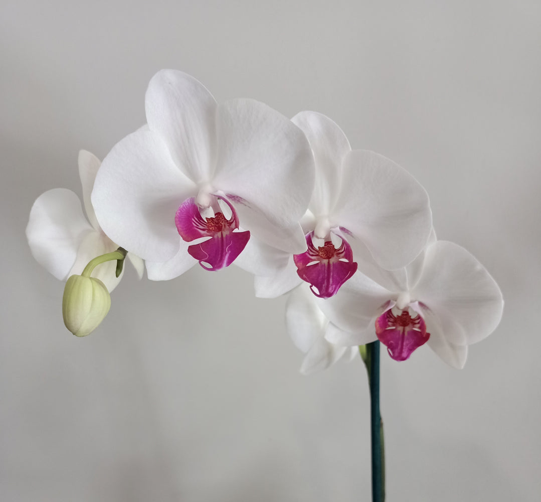 Phalaenopsis Double Plant