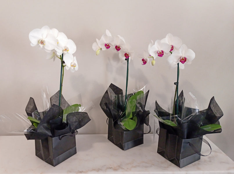 Phalaenopsis Box