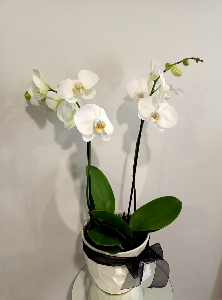 Phalaenopsis Double Plant