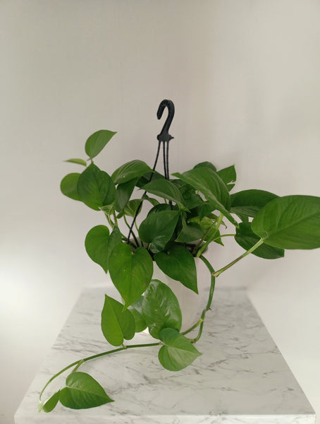 Potted Pothos