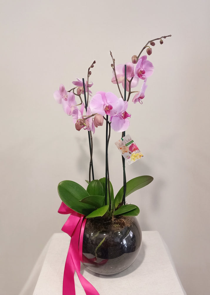Trio Orchid in Glass