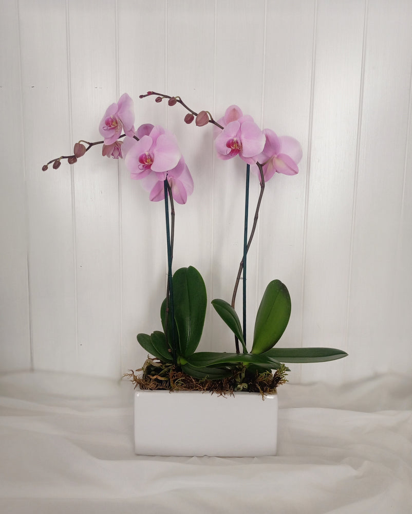 Perfect Pink Pair