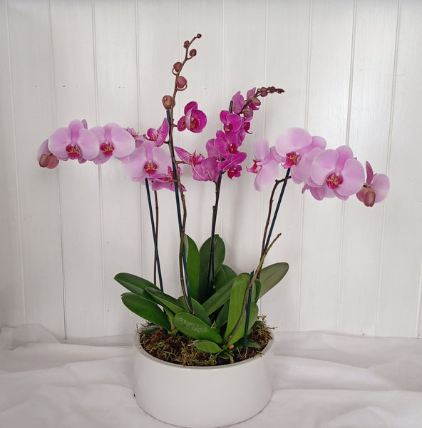 Phalaenopsis Four Plants