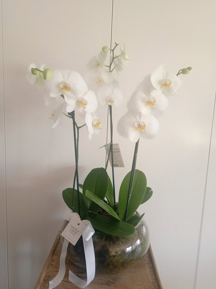 Trio Orchid in Glass