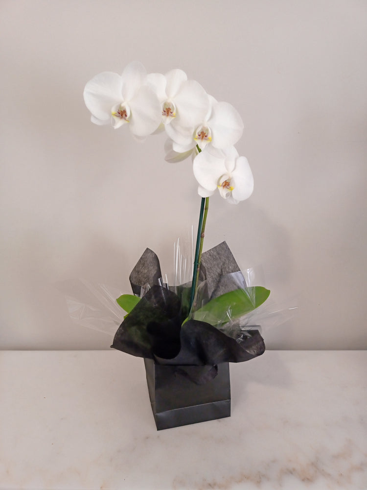 Phalaenopsis Box