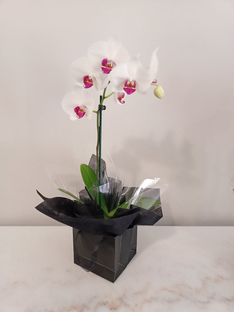 Phalaenopsis Box