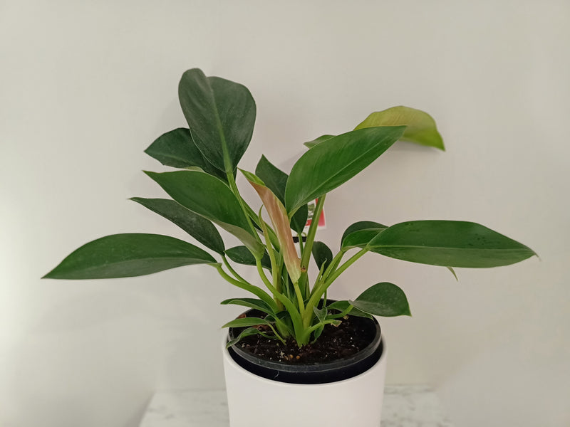 Medium Potted Plant