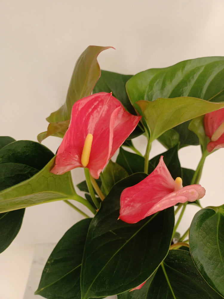 Potted plant