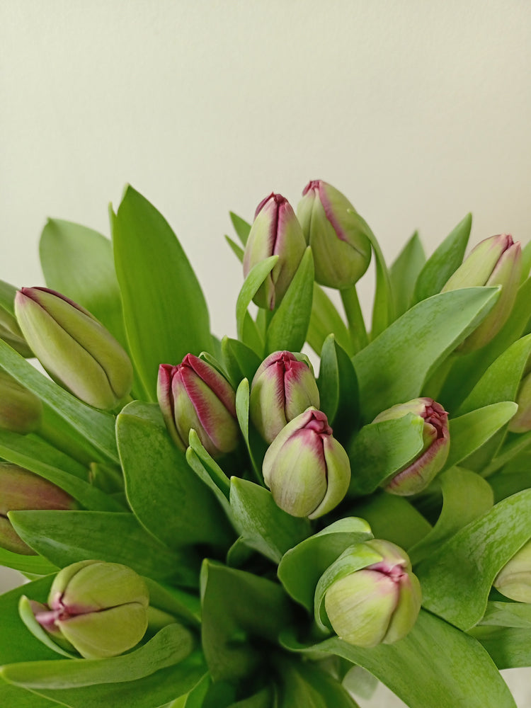 Splendid Tulip