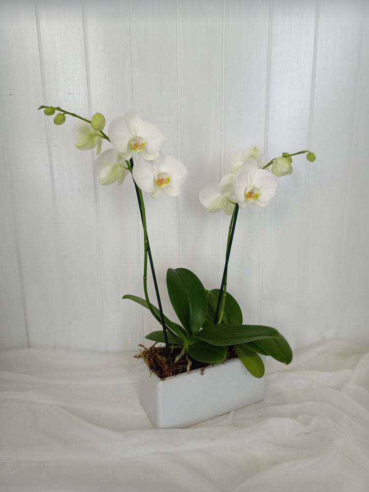 Perfect Pair - white