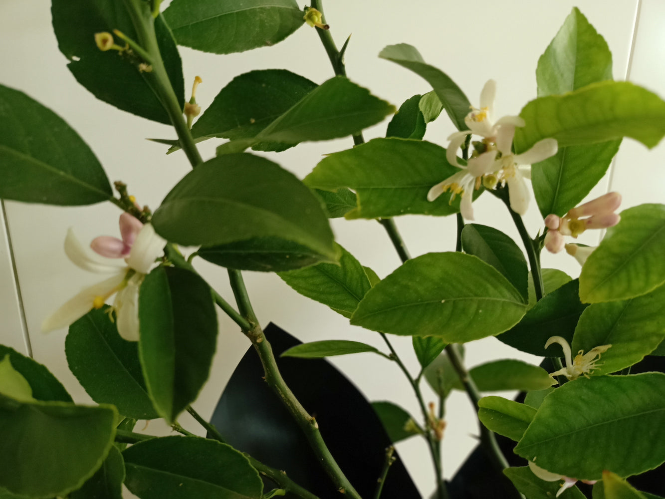 Lemon Tree