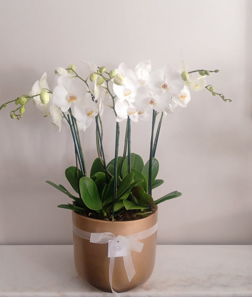 Phalaenopsis Grande Pot
