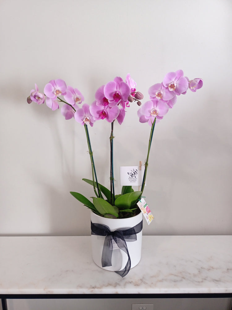 Phalaenopsis Trio Plant