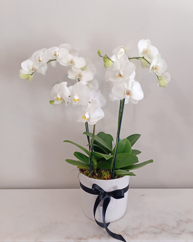 Phalaenopsis Four Plants